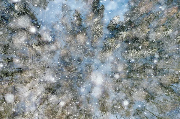 冬天在松林里 树木被雪覆盖 一月在茂密的森林里 季节的景色 — 图库照片