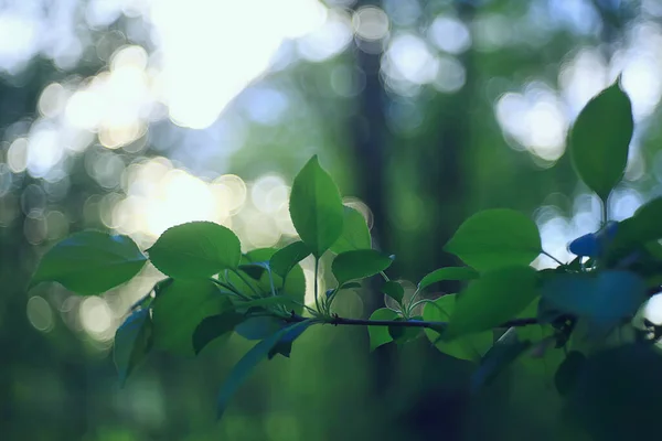 小绿叶和芽的分枝 季节背景 森林中四月的行军景观 — 图库照片