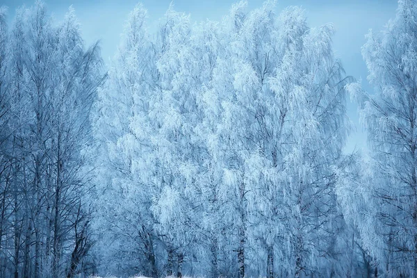 Téli Ágak Borús Nap Háttér Textúra December Természet Hóesés Erdőben — Stock Fotó