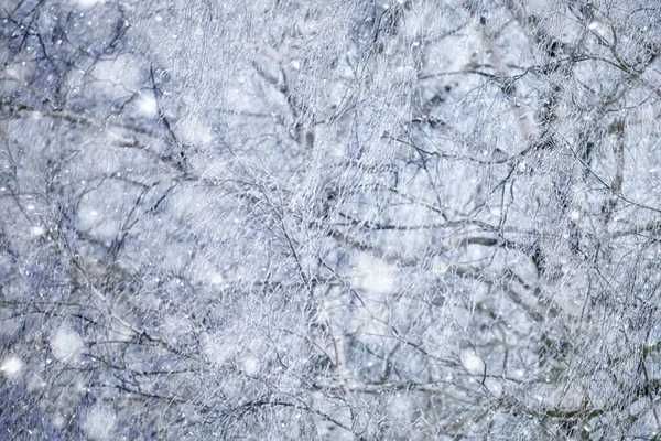 Winter Äste Düster Tag Schnee Hintergrund Textur Dezember Natur Schneefall — Stockfoto