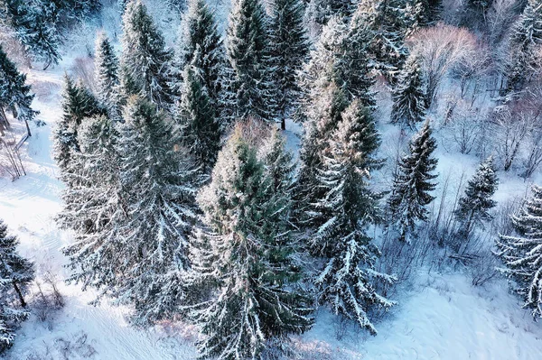 Pohled Shora Les Zimě Krajina Přírody Zasněženém Lese Letecká Fotografie — Stock fotografie