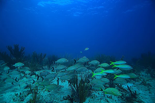 School Fish Underwater Photo Gulf Mexico Cancun Bio Fishing Resources — Stock Photo, Image