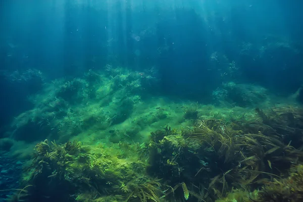 Reef Paesaggistico Subacqueo Con Alghe Mare Nord Vista Nell Ecosistema — Foto Stock