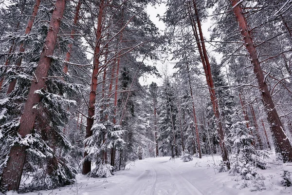 カナダへの旅行冬の森の風景季節の景色雪に覆われた森のパノラマ — ストック写真