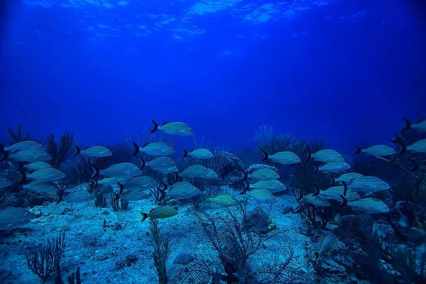 Szkoła Ryb Podwodnych Zdjęcie Zatoka Meksykańska Cancun Bio Zasobów Rybnych — Zdjęcie stockowe