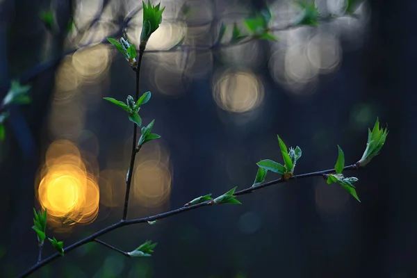 Ветви Молодых Зеленых Листьев Бутонов Сезонный Фон Апрельский Маршевый Пейзаж — стоковое фото