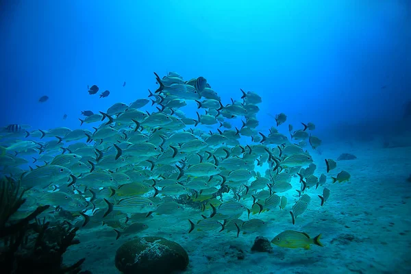 鱼类水下摄影学校 墨西哥湾 生物捕鱼资源 — 图库照片