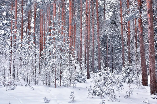 Çam Ormanlarında Kış Sabahı Parlak Karlı Bir Ormanın Panoramik Manzarası — Stok fotoğraf