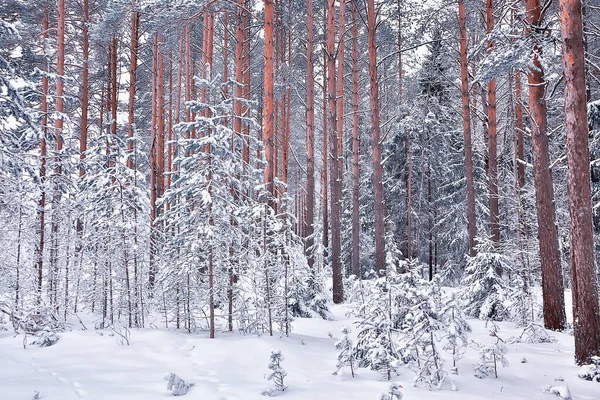 Vinter Morgon Tallskog Landskap Panoramautsikt Över Ljus Snöig Skog — Stockfoto