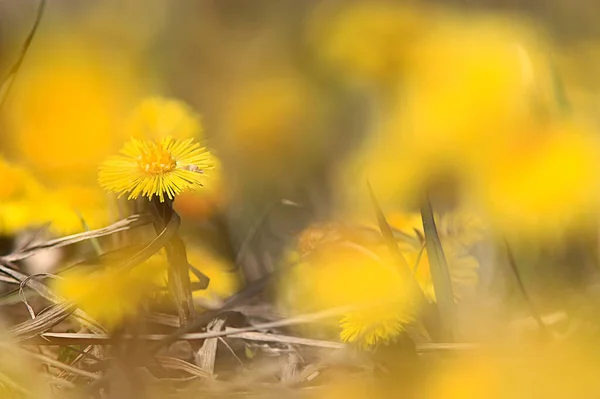 Mor Och Styvmor Gula Blommor Våren Bakgrund Abstrakt Våren Bakgrund — Stockfoto