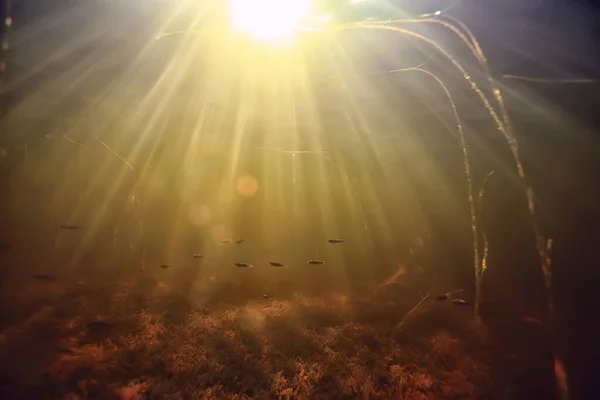 Lichtstrahlen Unter Wasser Frischer See Abstrakter Hintergrund Natur Landschaft Sonne — Stockfoto