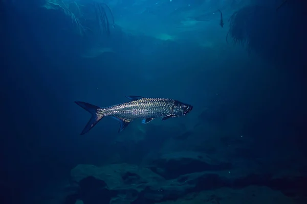 Тарпон Водой Большая Морская Рыба Тарпон Дикой Природе Рыбалка Водой — стоковое фото