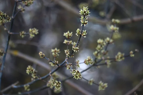 小绿叶和芽的分枝 季节背景 森林中四月的行军景观 — 图库照片