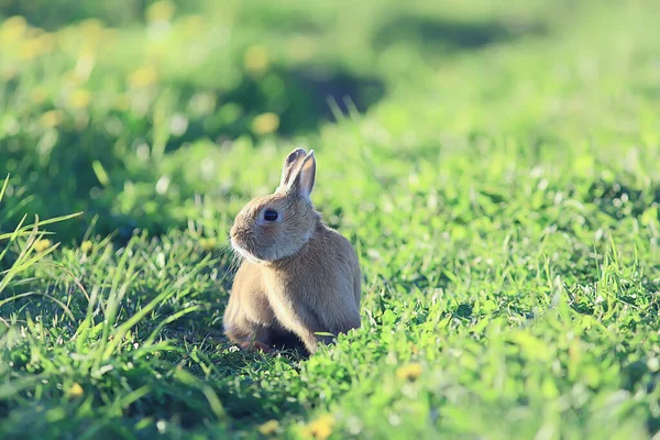 Vår Kanin Ett Grönt Fält Påsk Symbol Vacker April Påsk — Stockfoto