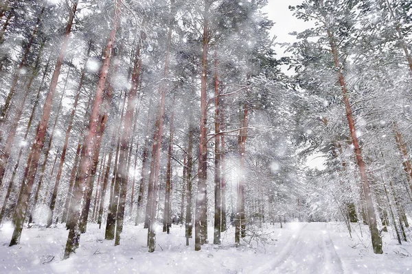 Inverno Paesaggio Pineta Alberi Coperti Neve Gennaio Una Fitta Foresta — Foto Stock