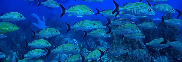 Fischschwärme Unter Wasser Golf Von Mexiko Cancun Biologische Fischereiressourcen — Stockfoto