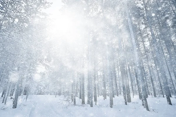 Fondo Abstracto Del Bosque Nevado Copos Nieve Blancos Caen Paisaje — Foto de Stock