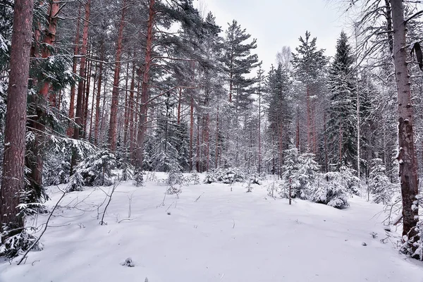 Winterochtend Een Dennenbos Landschap Panoramisch Uitzicht Een Helder Besneeuwd Bos — Stockfoto