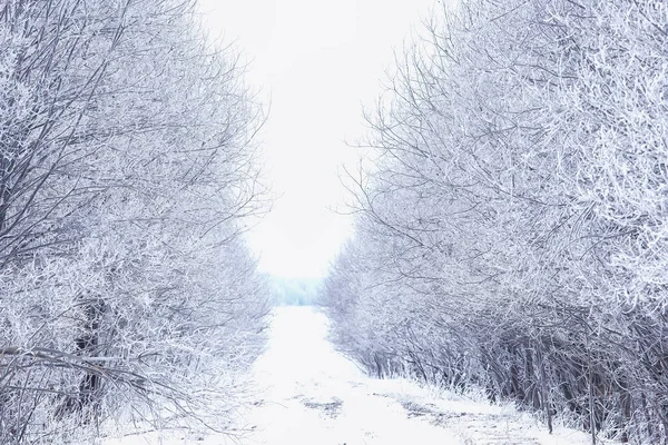 Зимние Ветви Мрачный День Снежный Фон Текстура Декабрь Снег Лесу — стоковое фото