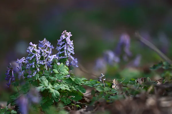 Vahşi Mavi Bahar Çiçekleri Kır Çiçekleri Küçük Çiçekler Bulanık Arka — Stok fotoğraf