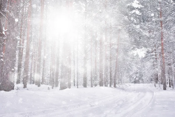 Abstrato Snowfall Floresta Fundo Flocos Neve Brancos Cair Paisagem Floresta — Fotografia de Stock