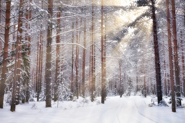 Winter Einer Kiefernwald Landschaft Bäume Mit Schnee Bedeckt Januar Einem — Stockfoto