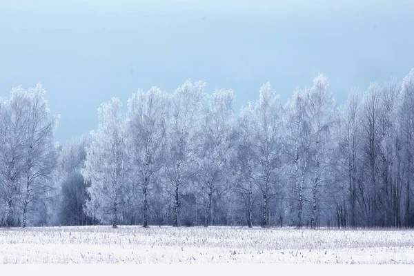 Cestování Kanady Zimní Lesní Krajiny Sezónní Výhled Panorama Lese Pokryté — Stock fotografie