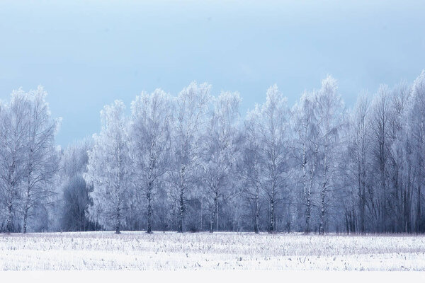 travel to canada winter forest landscape, seasonal view, panorama in the forest covered with snow