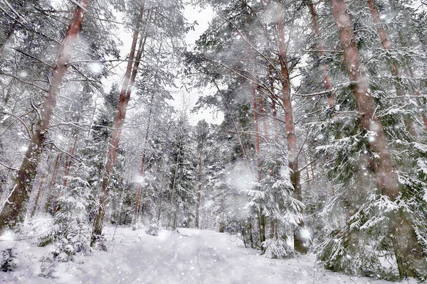 Viajar Para Canadá Paisagem Floresta Inverno Vista Sazonal Panorama Floresta — Fotografia de Stock