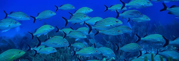 Fischschwärme Unter Wasser Golf Von Mexiko Cancun Biologische Fischereiressourcen — Stockfoto