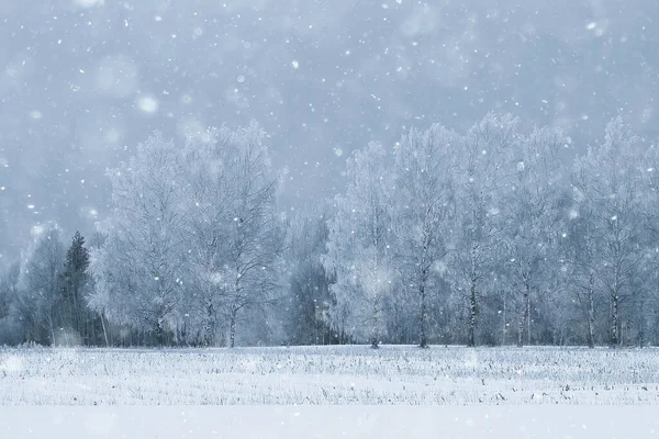 Utazás Kanadába Téli Erdő Táj Szezonális Kilátás Panoráma Erdőben Hóval — Stock Fotó