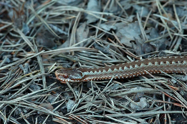 Poisonous Dangerous Snake Viper Wild Russia Swamp — Stock Photo, Image