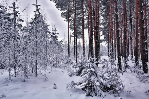 Voyage Canada Hiver Forêt Paysage Vue Saisonnière Panorama Dans Forêt — Photo