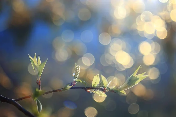 Abstrakcyjny Słoneczny Dzień Tło Wiosennym Lesie Gałęzie Pączkami Młodych Liści — Zdjęcie stockowe