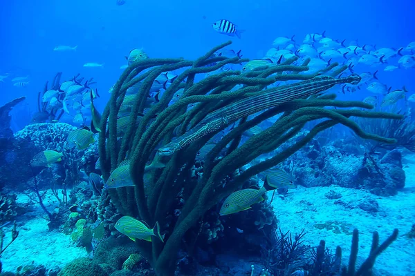 Риба Флейта Підводний Вид Тропічне Море Підводний Кораловий Риф Пейзаж — стокове фото