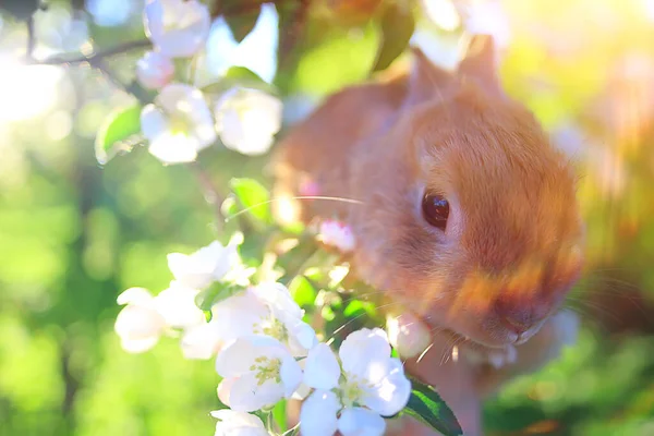 Conejito Pascua Flores Ramas Cerezo Abril Fondo Primavera Estacional — Foto de Stock