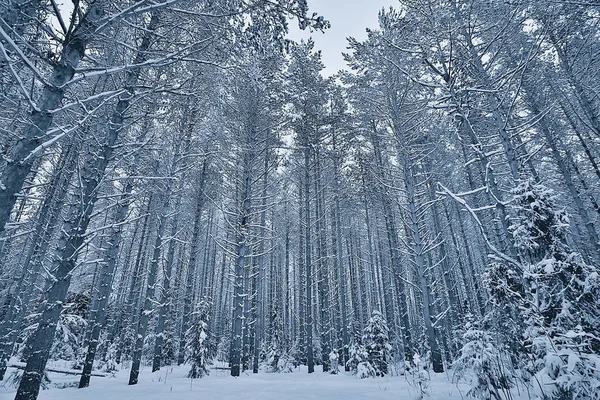 Reis Naar Canada Winterbos Landschap Seizoensgebonden Uitzicht Panorama Het Bos — Stockfoto