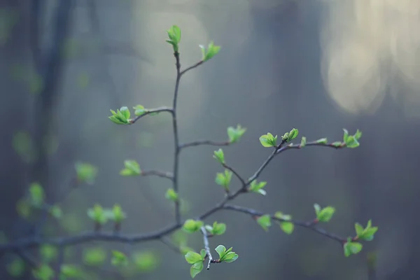 Ветви Молодых Зеленых Листьев Бутонов Сезонный Фон Апрельский Маршевый Пейзаж — стоковое фото