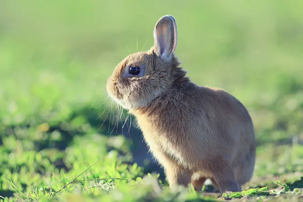 Yeşil Bir Tarlada Bahar Tavşanı Paskalya Sembolü Güzel Bir Nisan — Stok fotoğraf