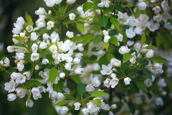 Abstrait Fleurs Pommier Fond Printemps Fond Flou Branches Avec Fleur — Photo