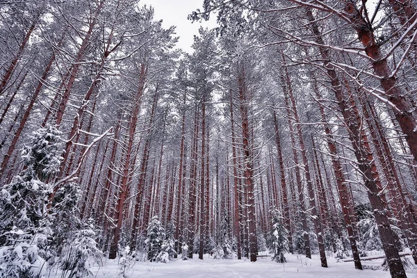 パノラマ冬の森の風景雪タイガの抽象的な季節の景色雪に覆われた木 — ストック写真