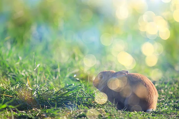 Vår Kanin Ett Grönt Fält Påsk Symbol Vacker April Påsk — Stockfoto