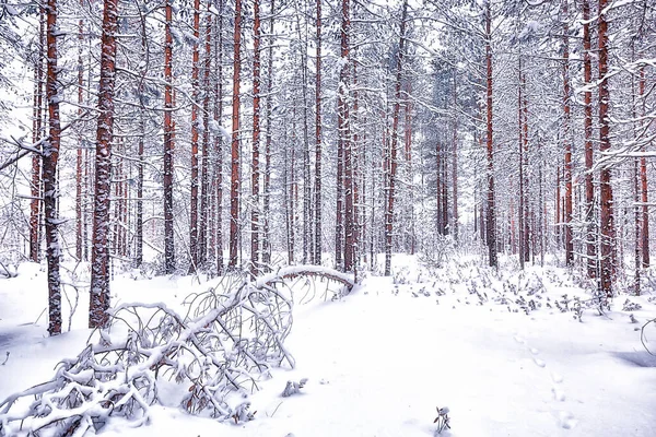 Viaggio Canada Paesaggio Forestale Invernale Vista Stagionale Panorama Nella Foresta — Foto Stock