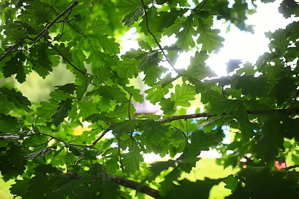 Branches Young Green Leaves Buds Seasonal Background April March Landscape — Stock Photo, Image