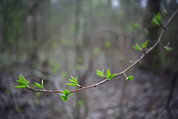 Ramas Hojas Brotes Verdes Jóvenes Fondo Estacional Abril Marzo Paisaje — Foto de Stock