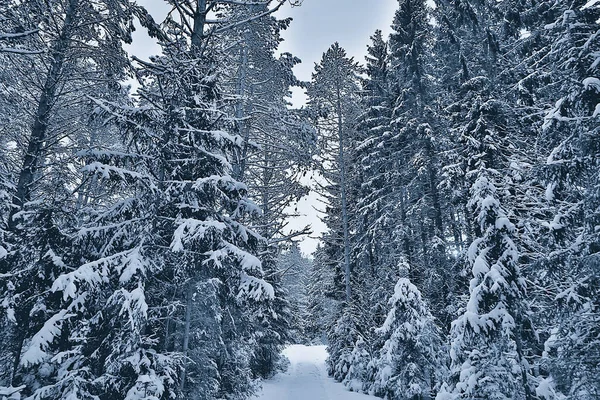 Mattina Inverno Paesaggio Pineta Vista Panoramica Una Luminosa Foresta Innevata — Foto Stock