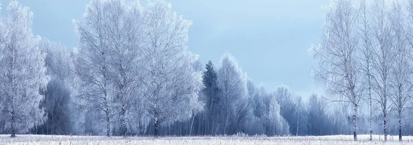 パノラマ冬の森の風景雪タイガの抽象的な季節の景色雪に覆われた木 — ストック写真