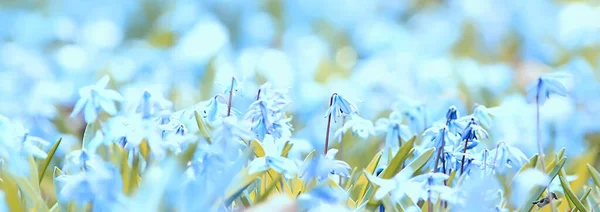 Wild Blue Spring Flowers Wildflowers Small Flowers Blurred Abstract Background — Stock Photo, Image