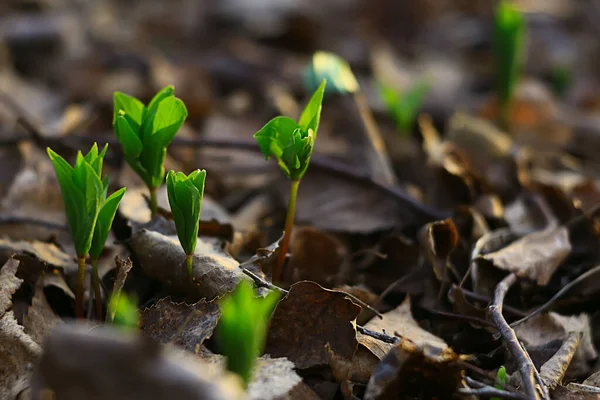 新鮮な緑の芽背景抽象的な春の表情新しい緑 — ストック写真
