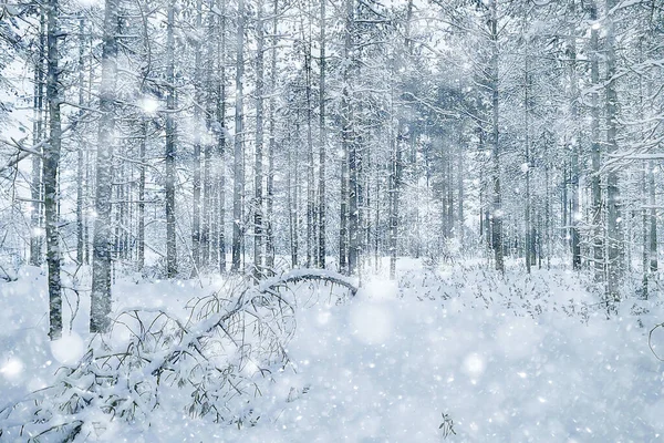 カナダへの旅行冬の森の風景季節の景色雪に覆われた森のパノラマ — ストック写真